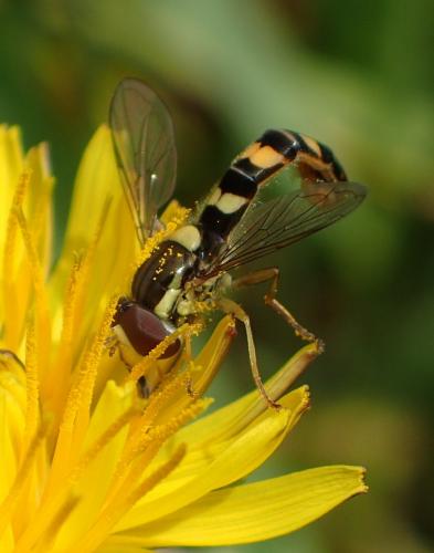 Sphaerophoria scripta